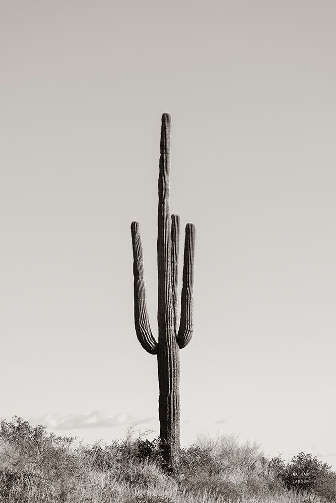 Saguaro Afternoon art print by Nathan Larson for $57.95 CAD