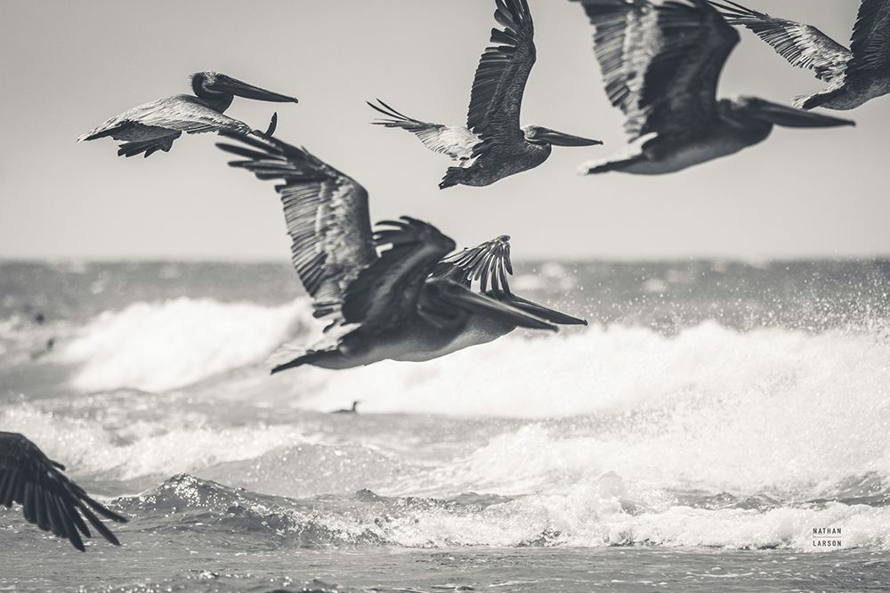 Pelican Beach art print by Nathan Larson for $57.95 CAD