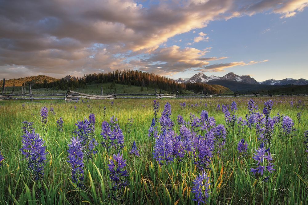 Camas Meadows art print by Alan Majchrowicz for $57.95 CAD