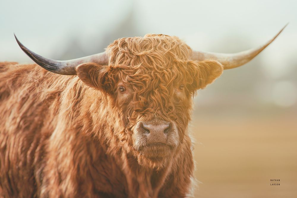 Highland Cow Pastures II art print by Nathan Larson for $57.95 CAD