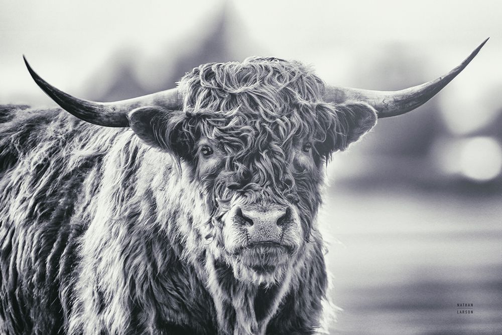Highland Cow Pastures II art print by Nathan Larson for $57.95 CAD