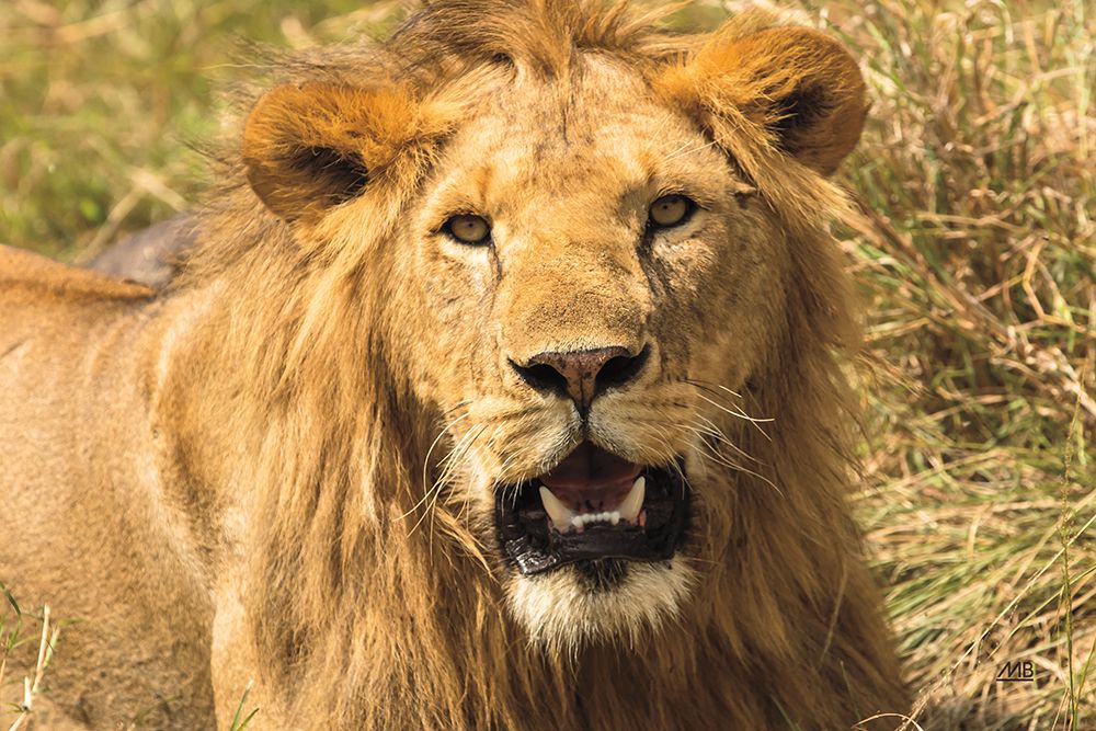 Lion art print by Max Blakesberg Studios for $57.95 CAD