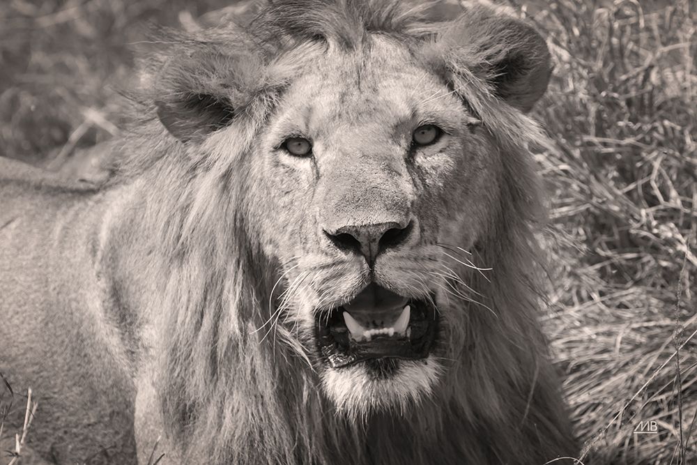 Lion BW art print by Max Blakesberg Studios for $57.95 CAD