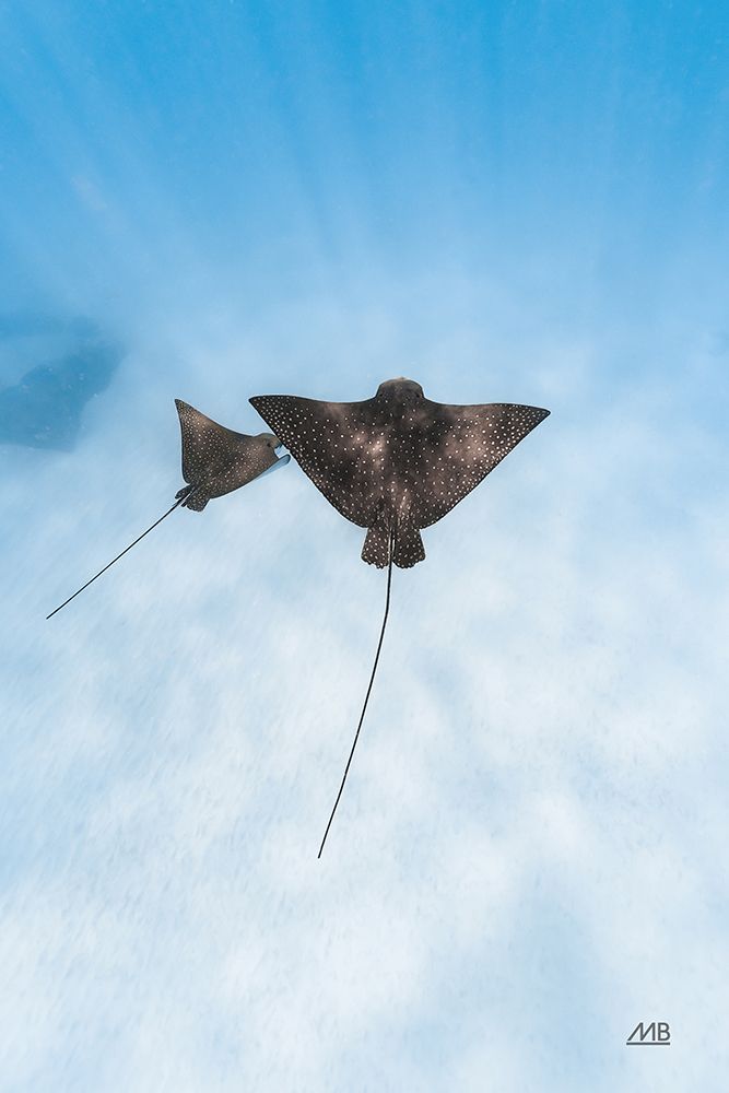 Eagle Ray Duo art print by Max Blakesberg Studios for $57.95 CAD