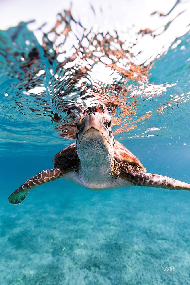 Hello Sea Turtle art print by Max Blakesberg Studios for $57.95 CAD