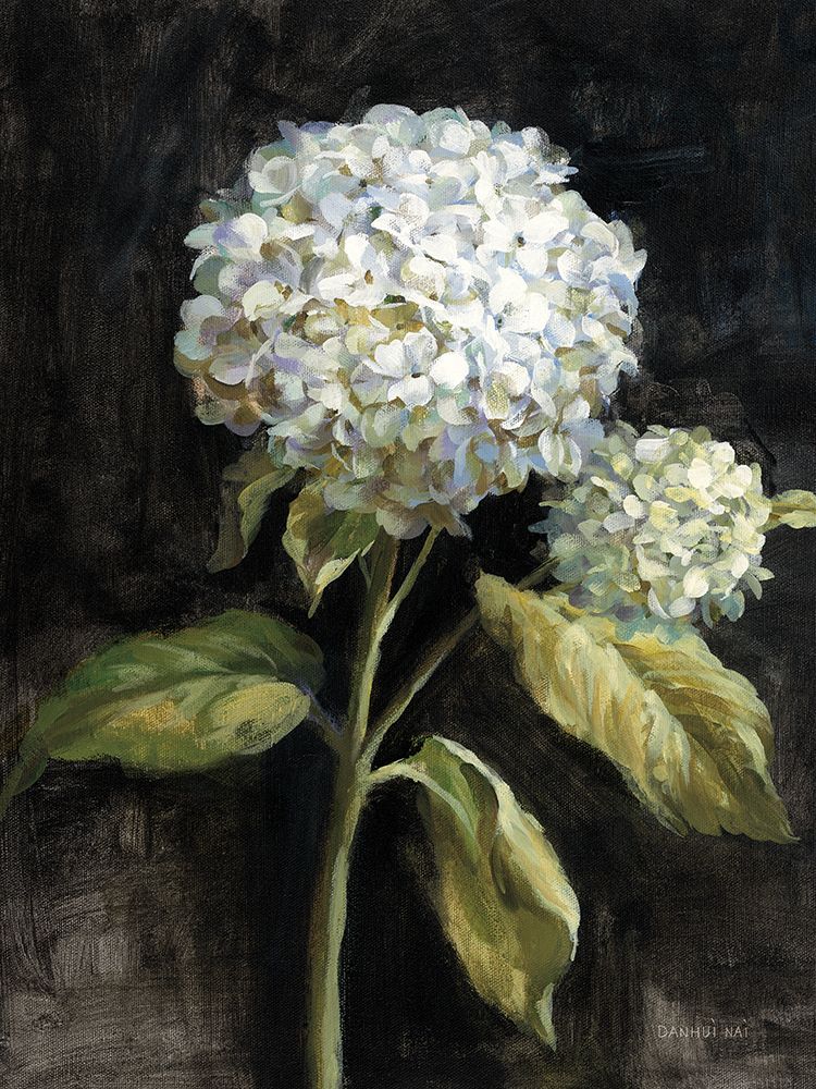 Hydrangea on Black art print by Danhui Nai for $57.95 CAD