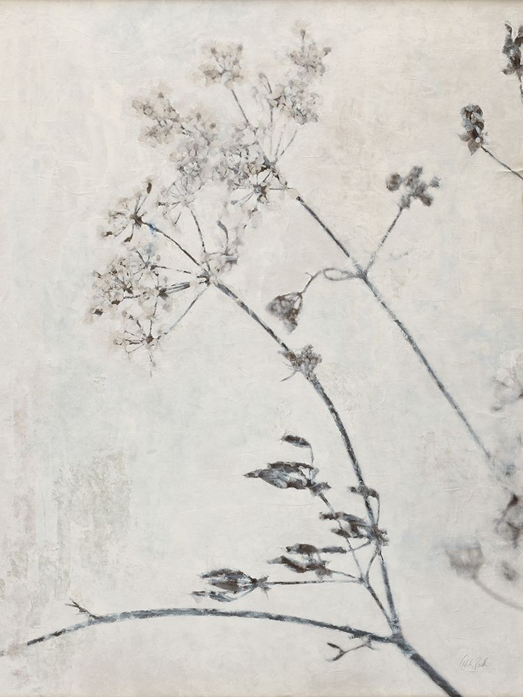 Queen Annes Lace art print by Deborah Revell for $57.95 CAD