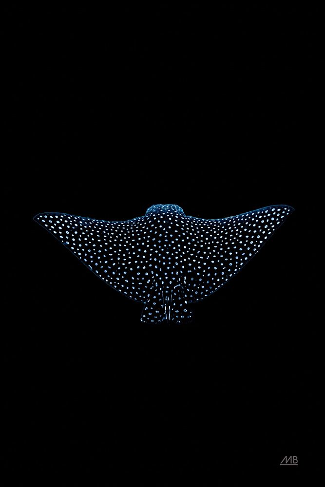 Eagle Ray Dark art print by Max Blakesberg Studios for $57.95 CAD
