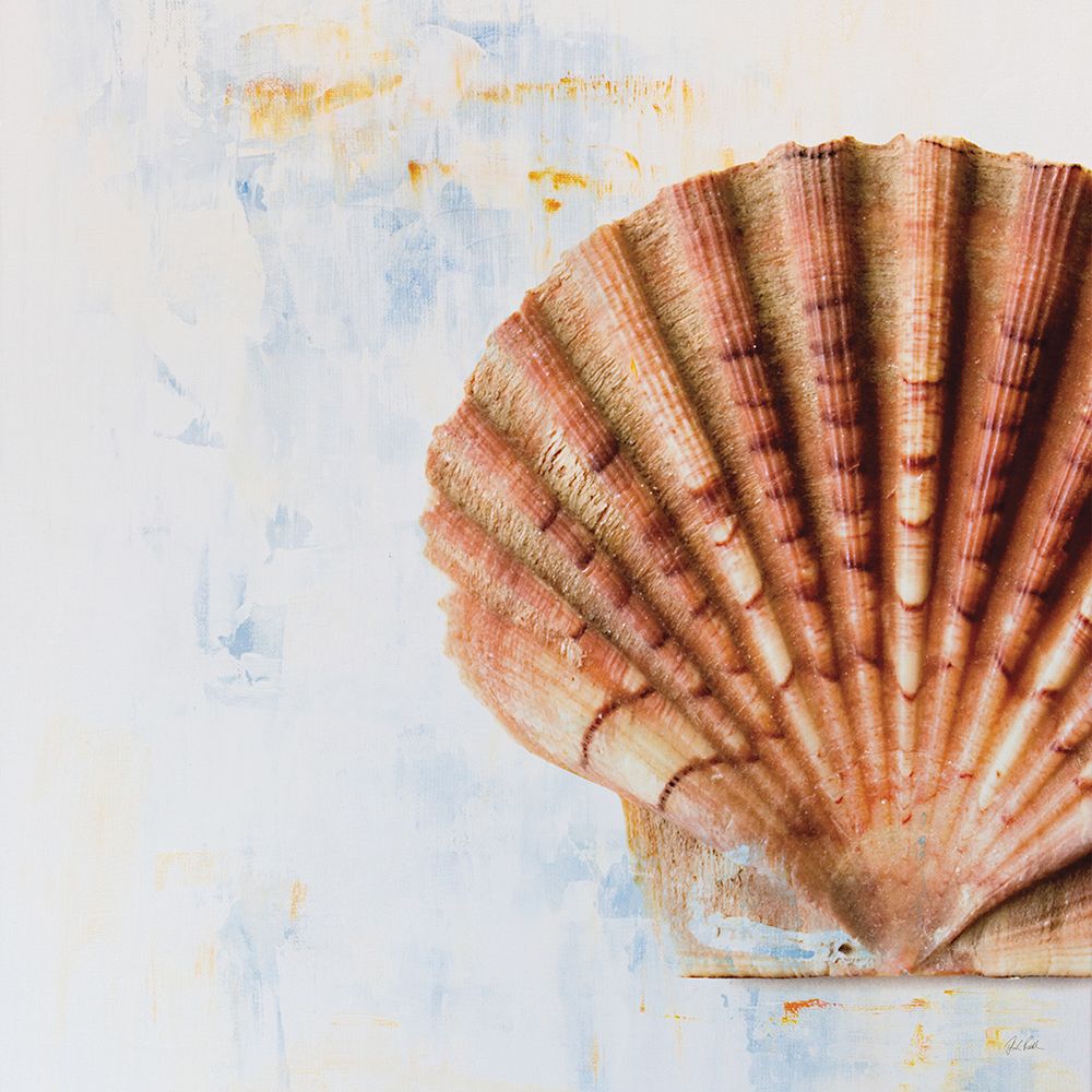 Seashell art print by Deborah Revell for $57.95 CAD