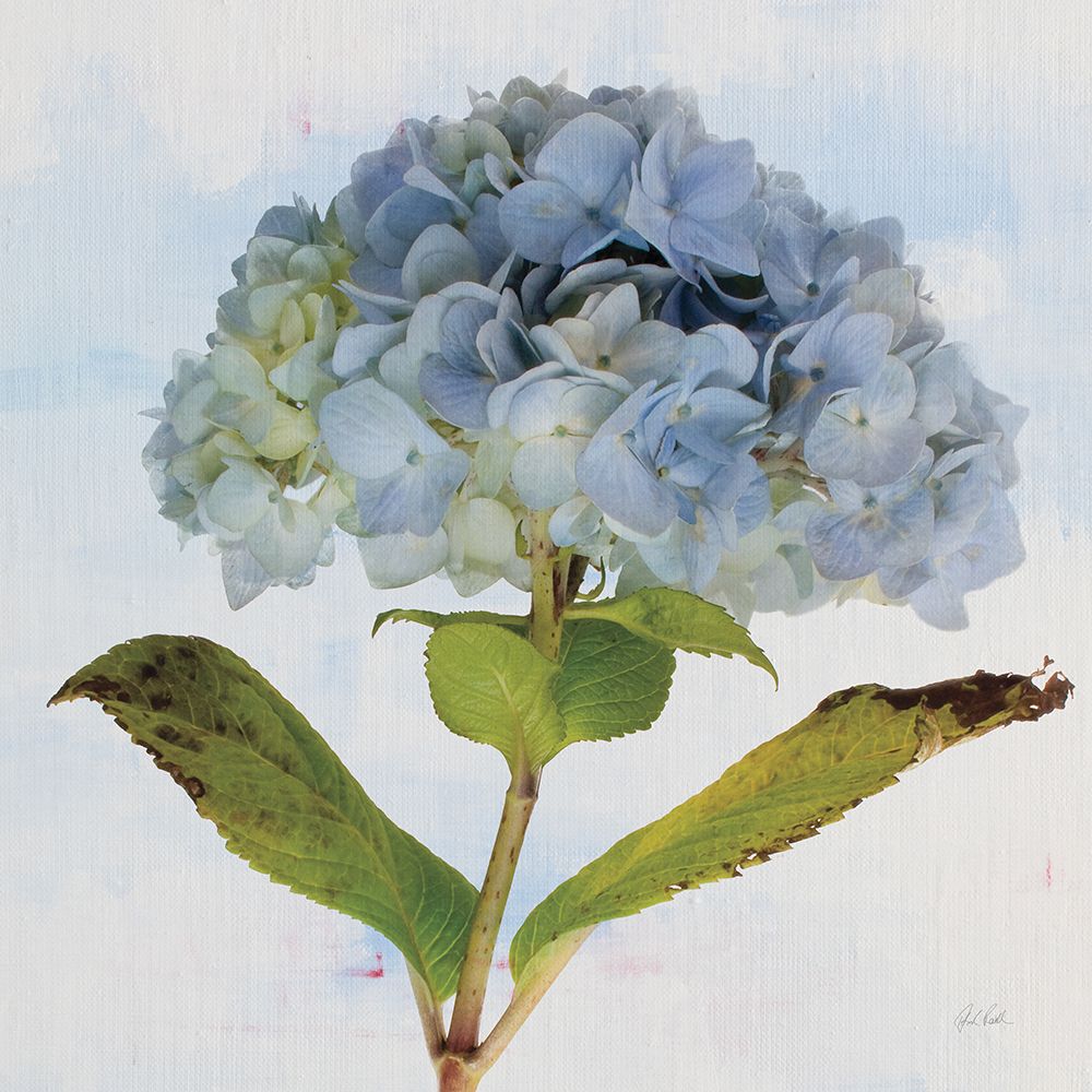 Blue Hydrangea art print by Deborah Revell for $57.95 CAD