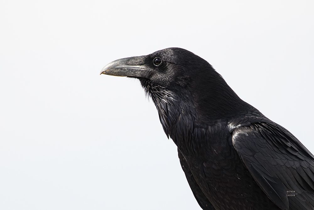 Organ Pipe Cactus Raven Portrait I art print by Nathan Larson for $57.95 CAD