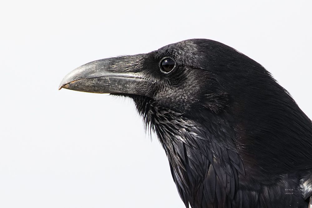 Organ Pipe Cactus Raven Portrait II art print by Nathan Larson for $57.95 CAD