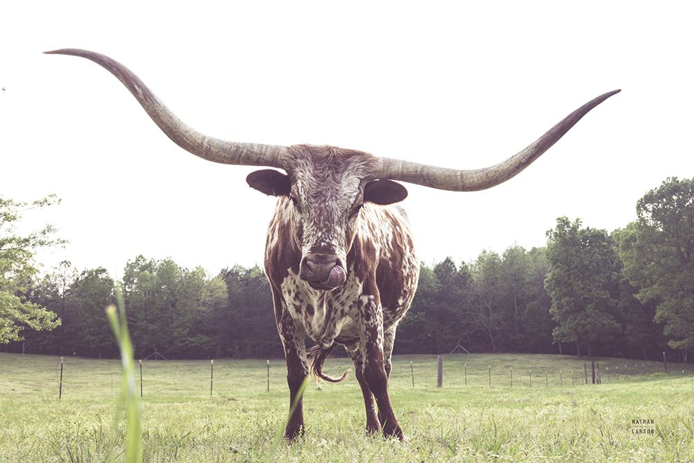 Longhorn Last Call art print by Nathan Larson for $57.95 CAD