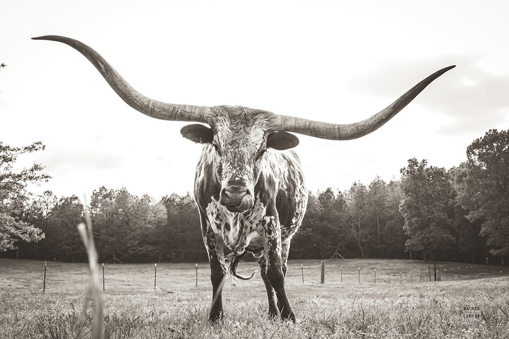 Longhorn Last Call BW art print by Nathan Larson for $57.95 CAD