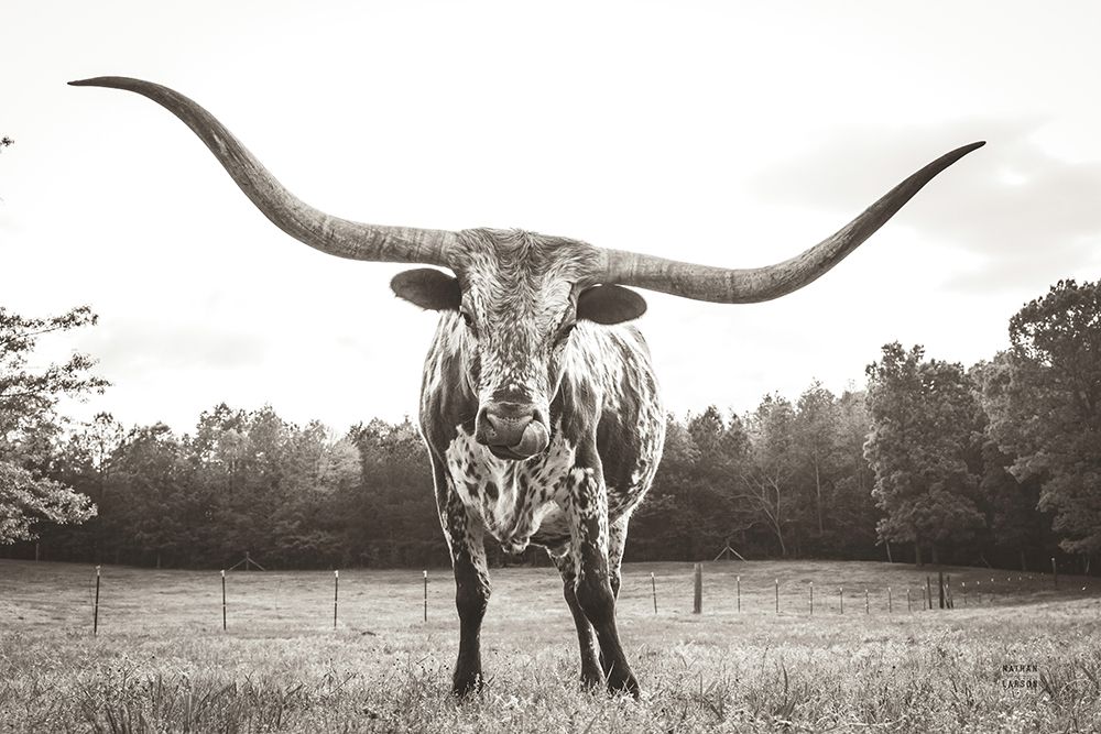 Longhorn Last Call BW No Tail art print by Nathan Larson for $57.95 CAD