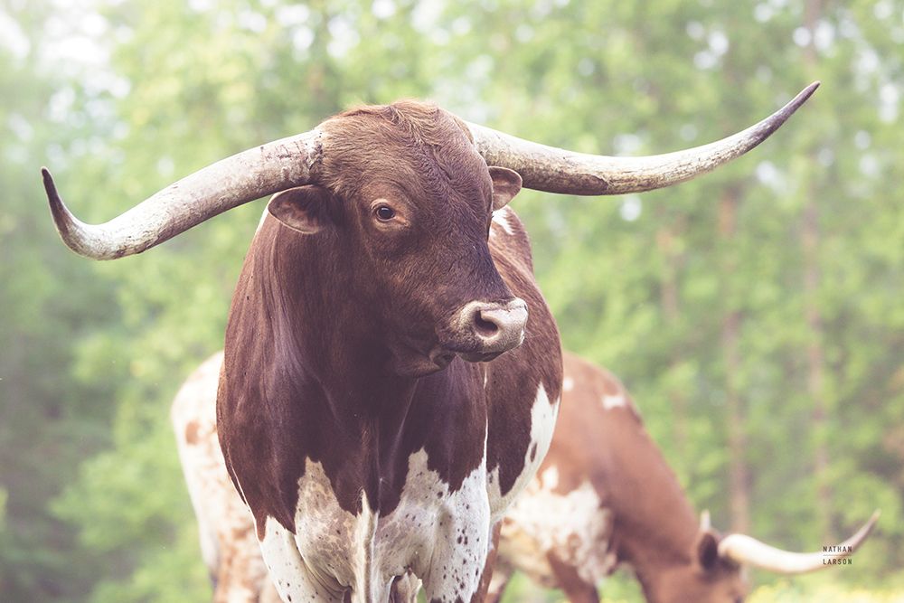 Longhorn Gaze I art print by Nathan Larson for $57.95 CAD