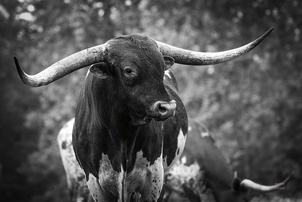 Longhorn Gaze I BW art print by Nathan Larson for $57.95 CAD