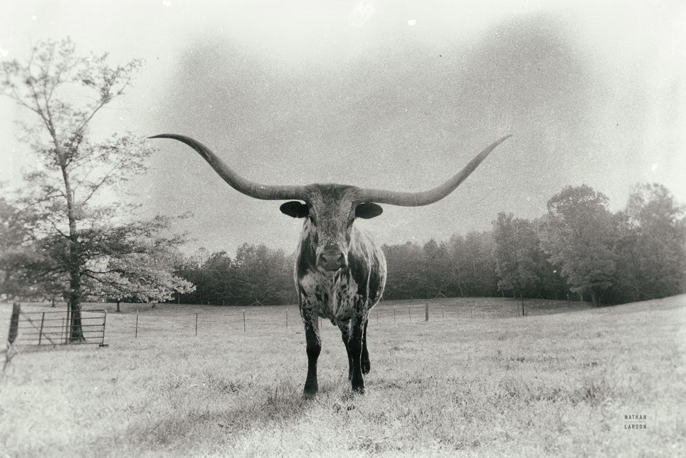Longhorn Backlit Aged art print by Nathan Larson for $57.95 CAD
