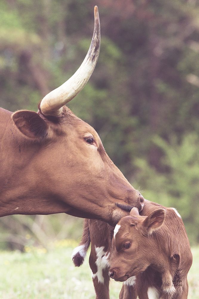 Longhorn Pair art print by Nathan Larson for $57.95 CAD