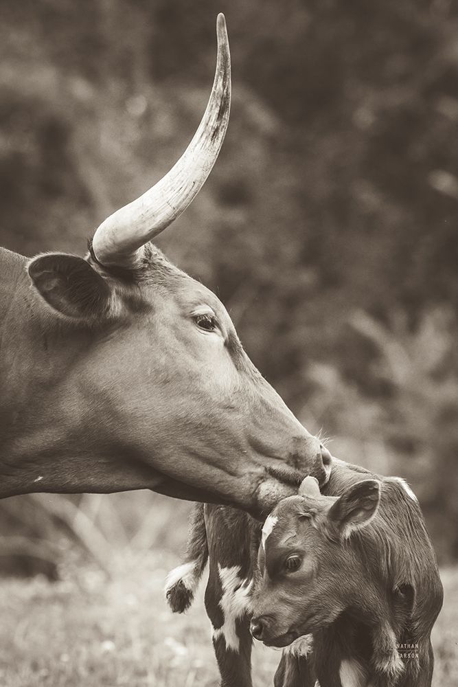 Longhorn Pair Sepia art print by Nathan Larson for $57.95 CAD