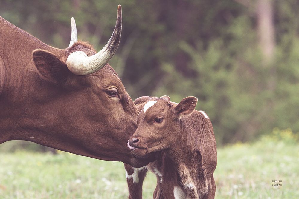 Longhorn Kiss art print by Nathan Larson for $57.95 CAD