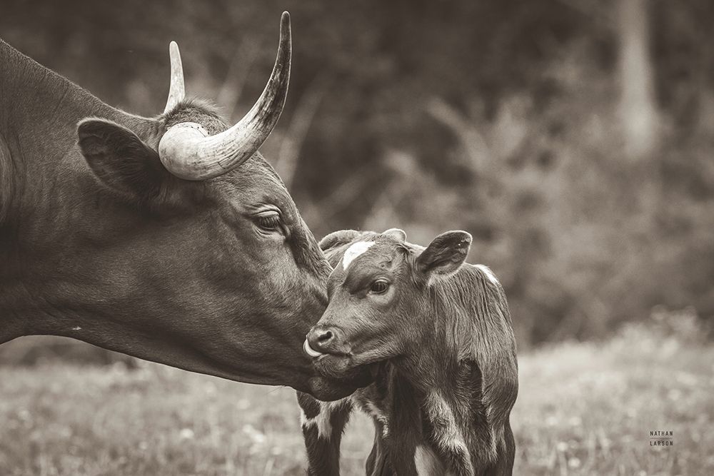 Longhorn Kiss Sepia art print by Nathan Larson for $57.95 CAD