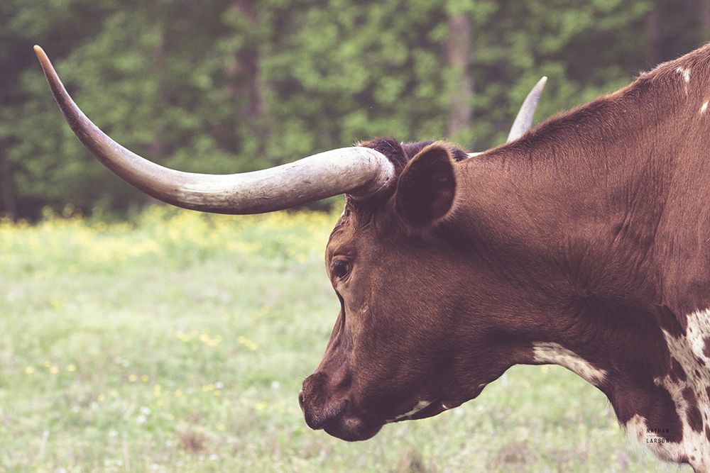 Longhorn Evening art print by Nathan Larson for $57.95 CAD