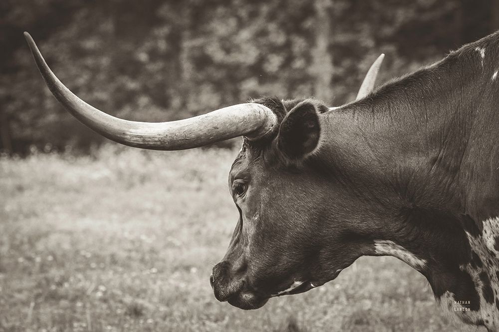 Longhorn Evening Sepia art print by Nathan Larson for $57.95 CAD