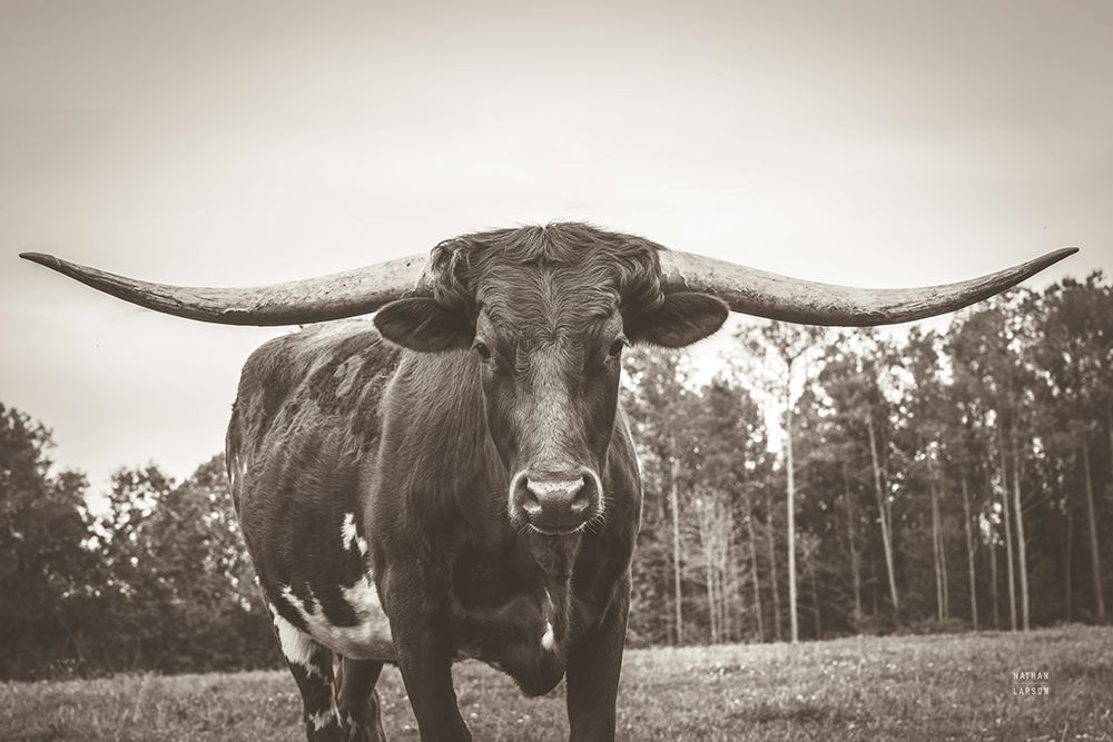Longhorn Pastures Sepia art print by Nathan Larson for $57.95 CAD