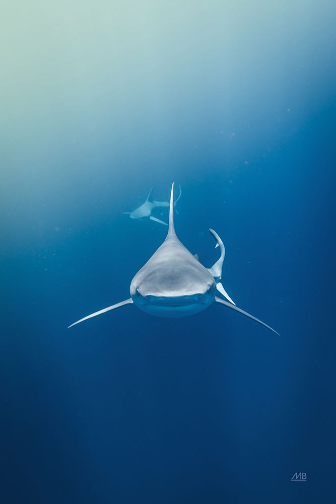 Heads Up art print by Max Blakesberg Studios for $57.95 CAD