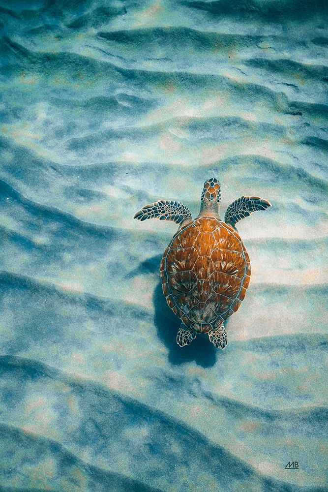 Sandbar Sea Turtle I art print by Max Blakesberg Studios for $57.95 CAD
