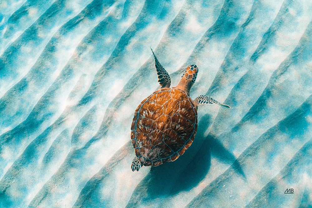Sandbar Sea Turtle II art print by Max Blakesberg Studios for $57.95 CAD