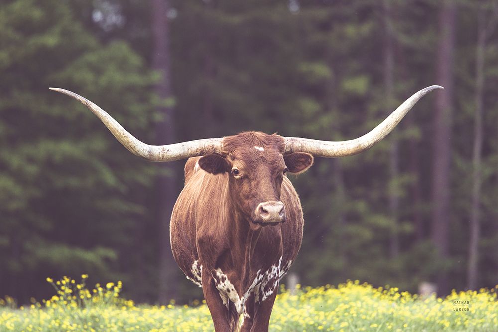 Longhorn Flowers art print by Nathan Larson for $57.95 CAD