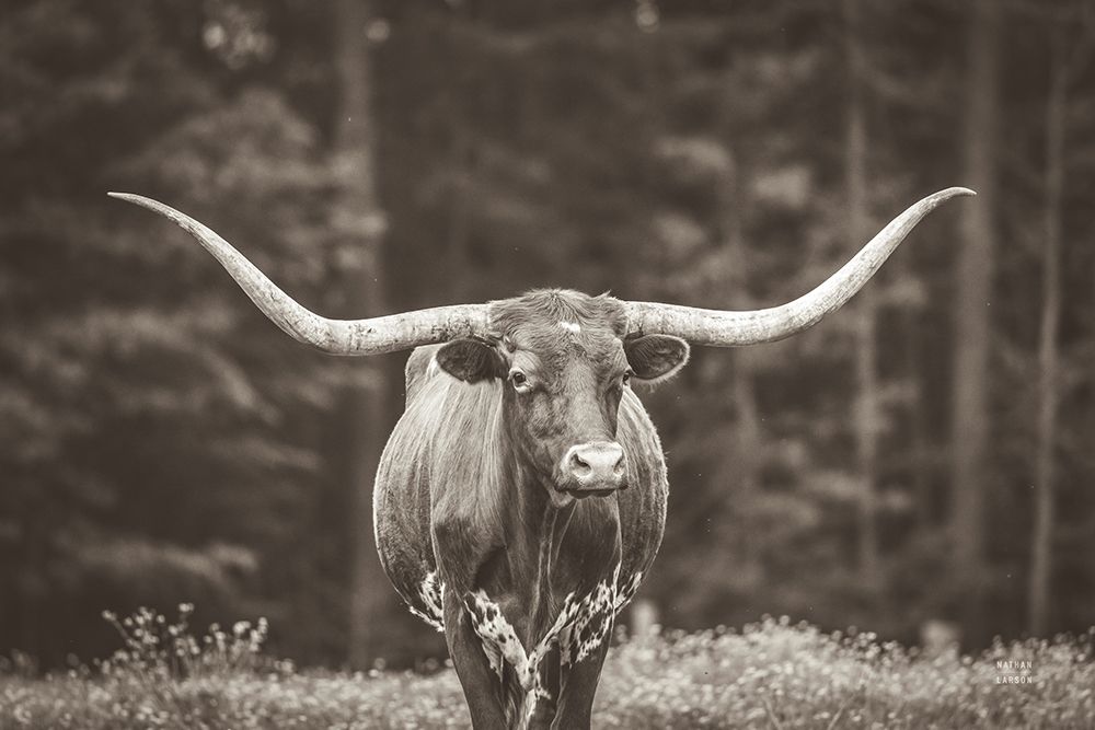 Longhorn Flowers Sepia art print by Nathan Larson for $57.95 CAD