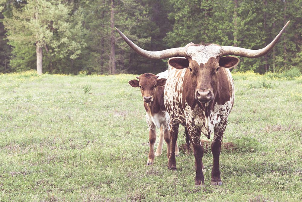 Longhorn Protection art print by Nathan Larson for $57.95 CAD