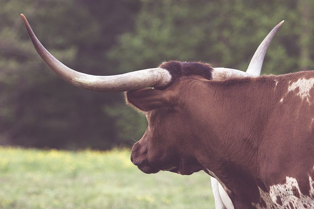 Longhorn Gaze II art print by Nathan Larson for $57.95 CAD
