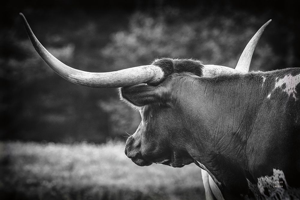 Longhorn Gaze II BW art print by Nathan Larson for $57.95 CAD