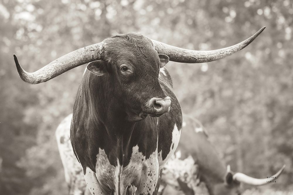 Longhorn Gaze I Sepia art print by Nathan Larson for $57.95 CAD