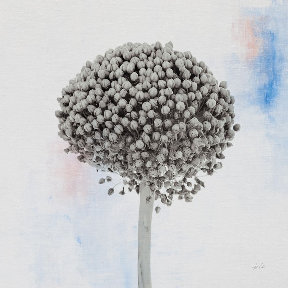 Agapanthus I art print by Deborah Revell for $57.95 CAD