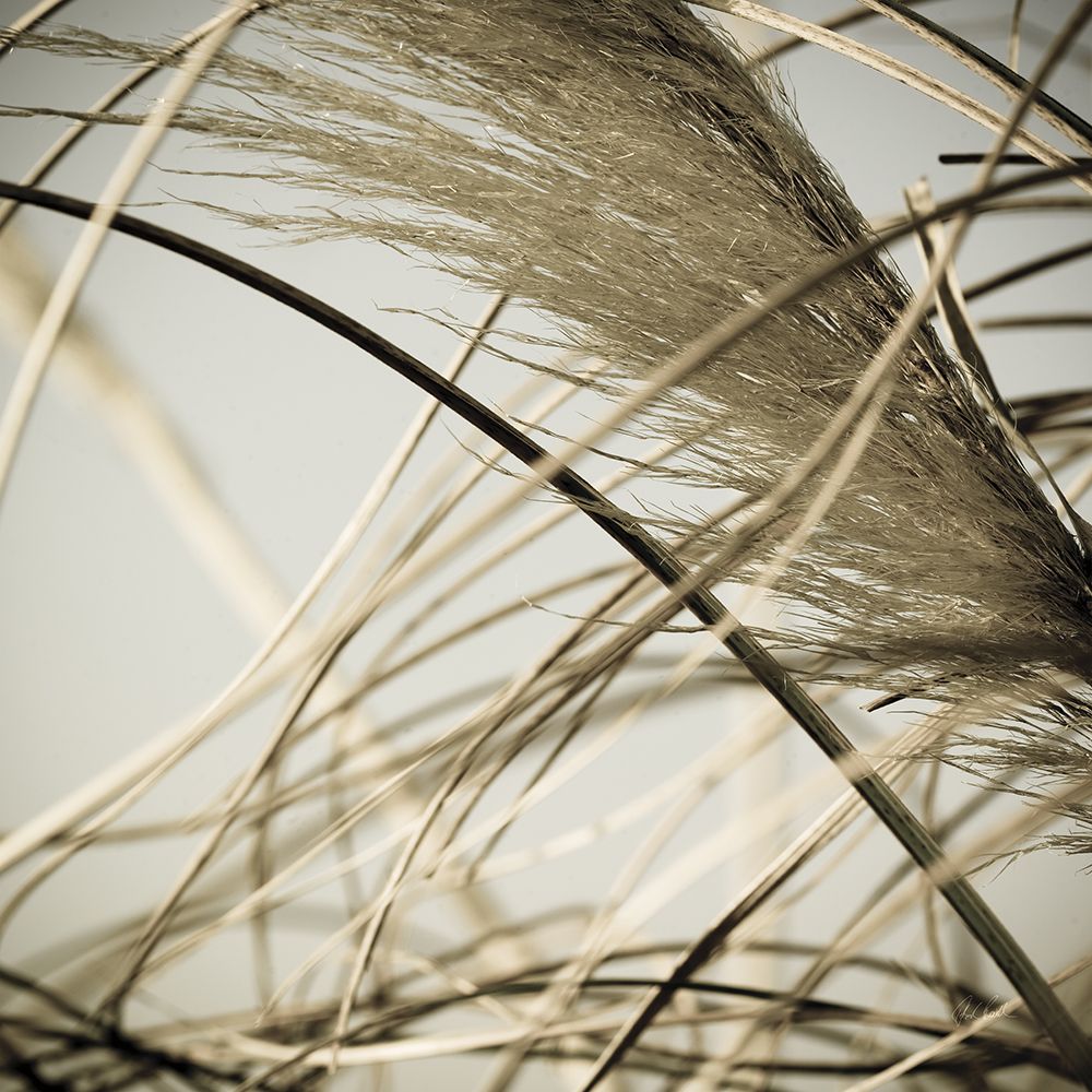 Beach Grass II art print by Deborah Revell for $57.95 CAD