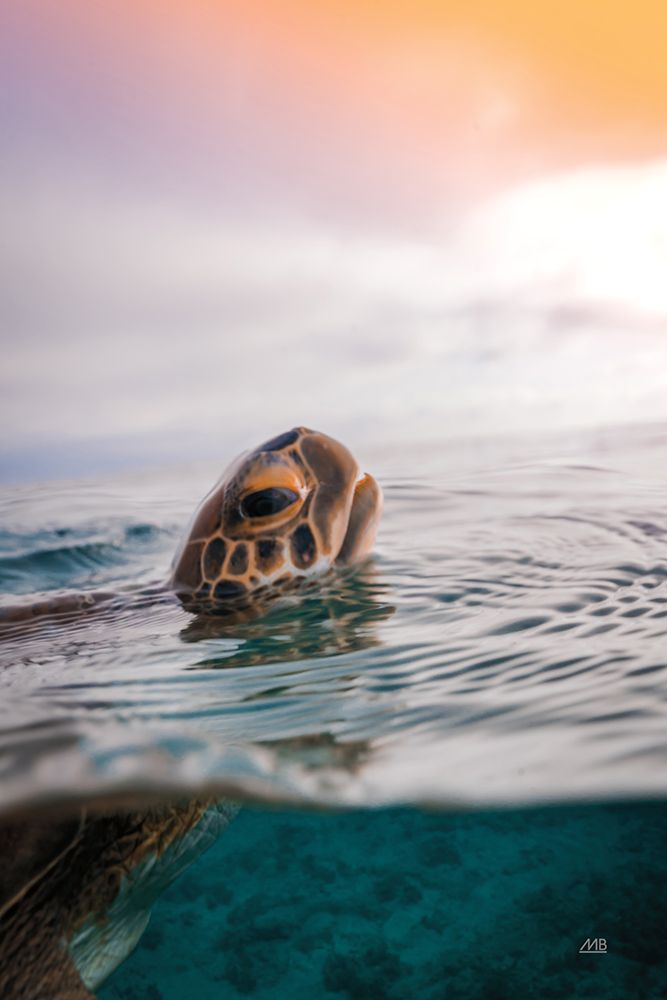 Sunrise Swim art print by Max Blakesberg Studios for $57.95 CAD