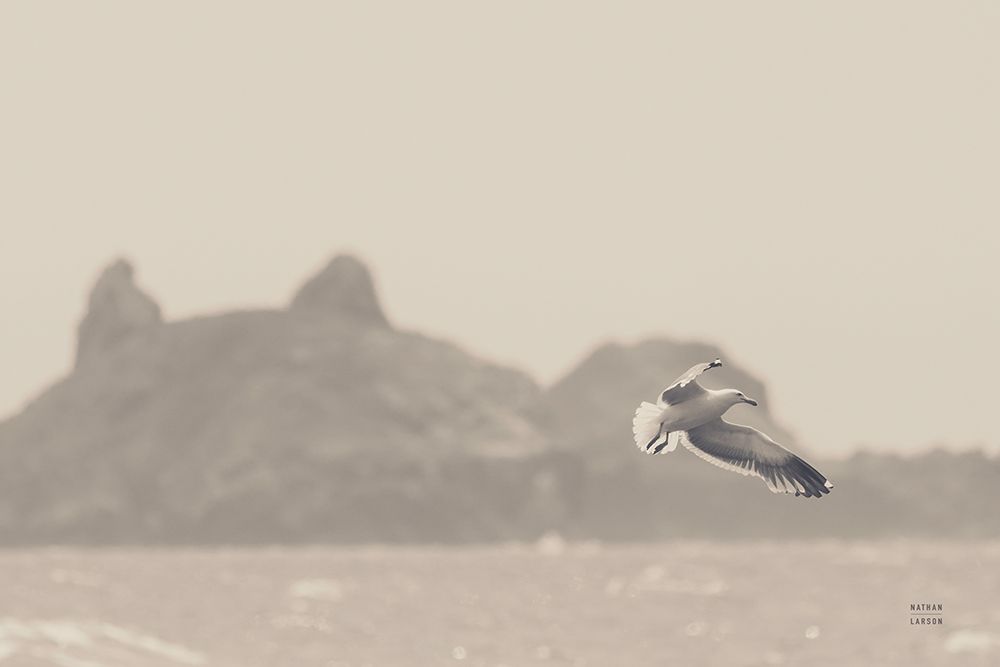 Oceanside Flight art print by Nathan Larson for $57.95 CAD