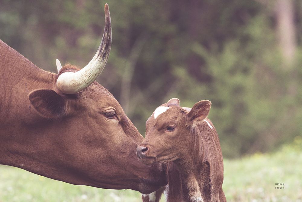 Longhorn Pairing art print by Nathan Larson for $57.95 CAD