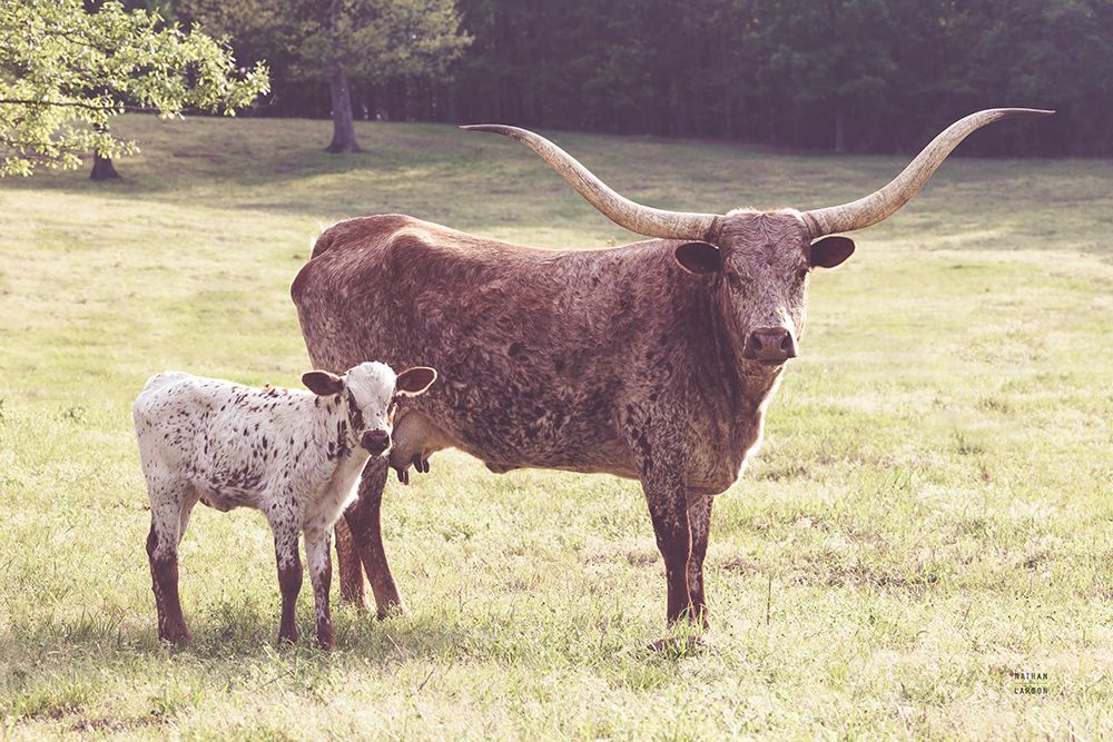 Longhorn Spring art print by Nathan Larson for $57.95 CAD
