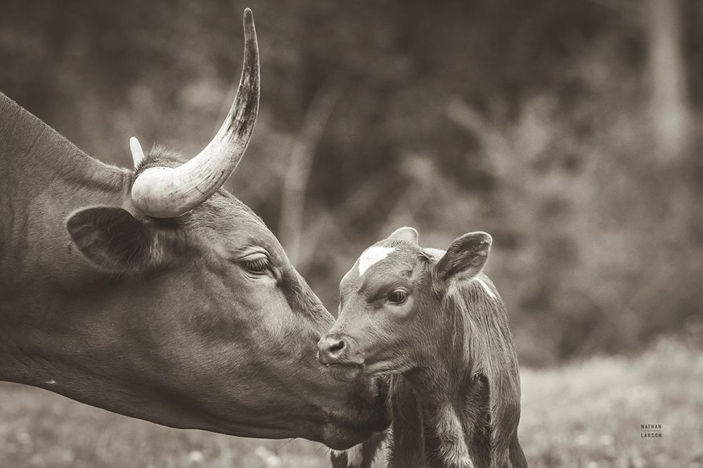 Longhorn Pairing Sepia art print by Nathan Larson for $57.95 CAD