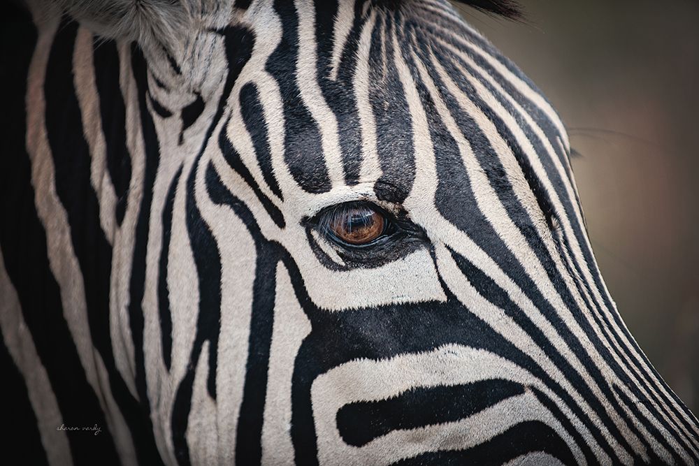Zebra Face art print by Sharon Vardy for $57.95 CAD