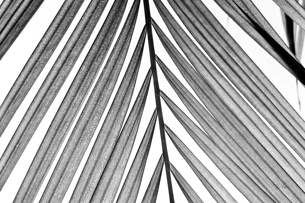 BW Fern I art print by Deborah Revell for $57.95 CAD