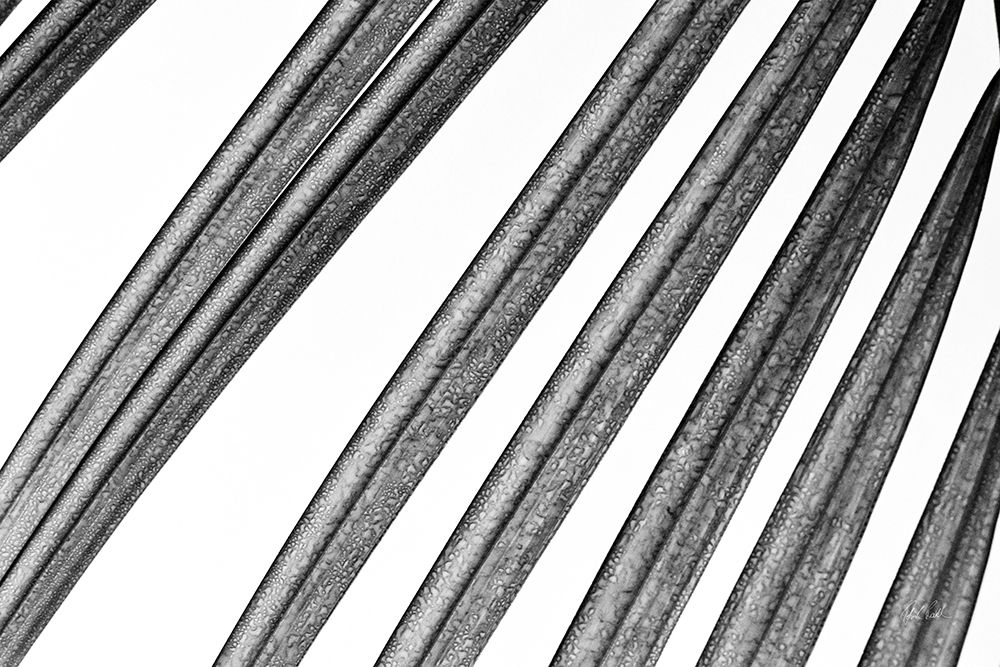 BW Fern II art print by Deborah Revell for $57.95 CAD
