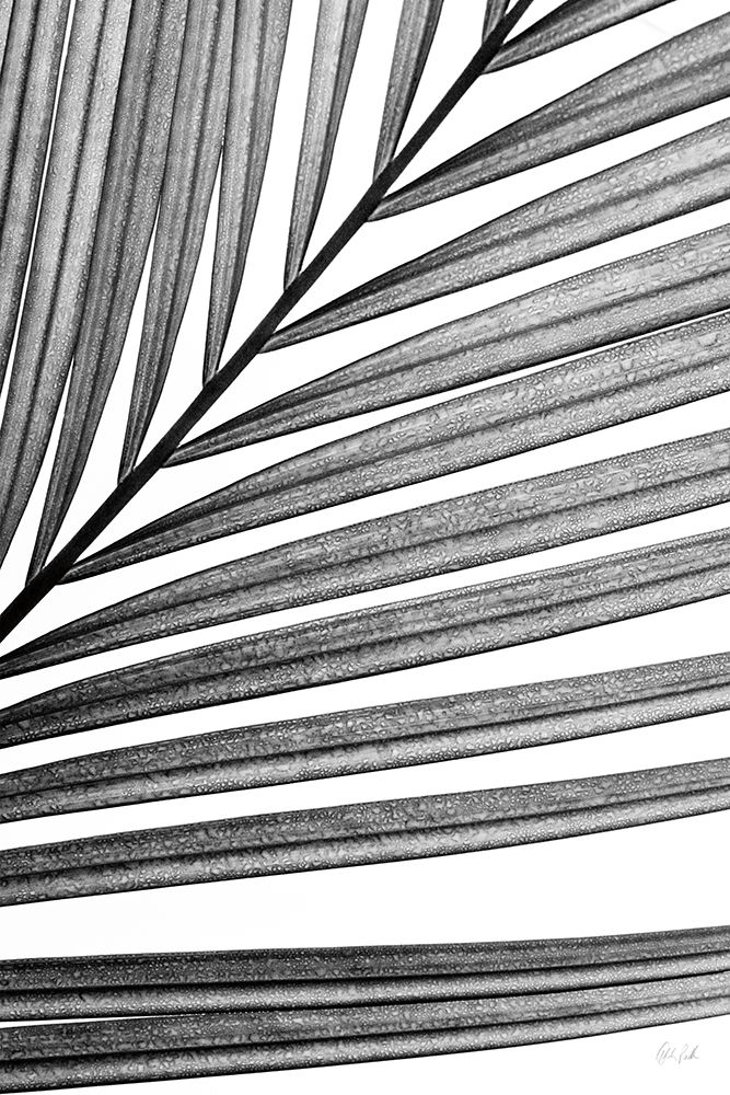 BW Fern III art print by Deborah Revell for $57.95 CAD