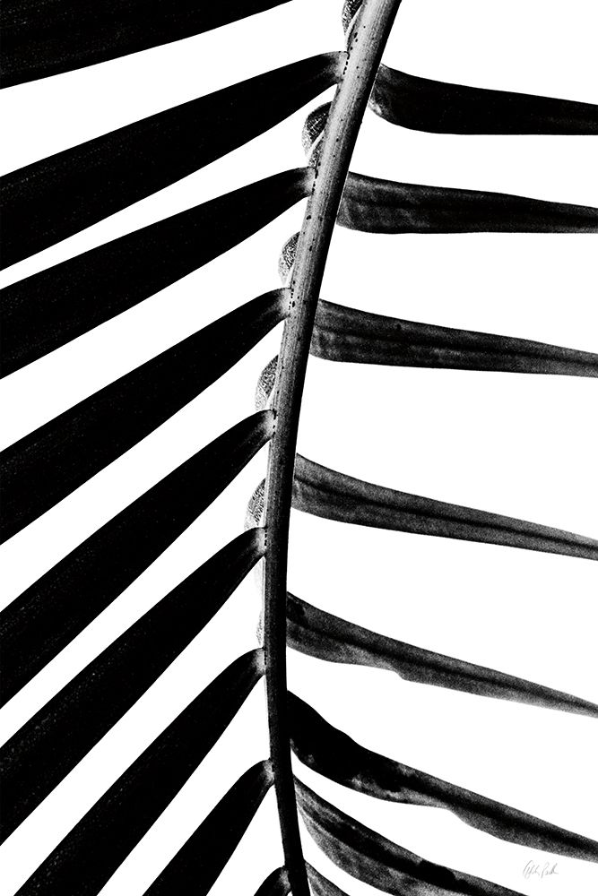 BW Fern IV art print by Deborah Revell for $57.95 CAD